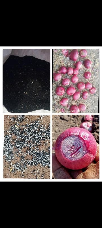 ઘાવરીયુ પંચગંગા બી લેવું હોય તો