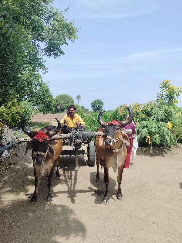 ગોધલા 2 ધર