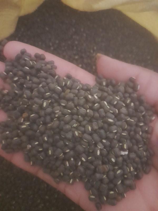 અળદી વેચવા ની છે ભાવ120 ની 1kg