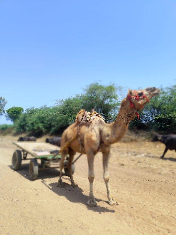 વેસવા નો છે સાવ સોજો છે