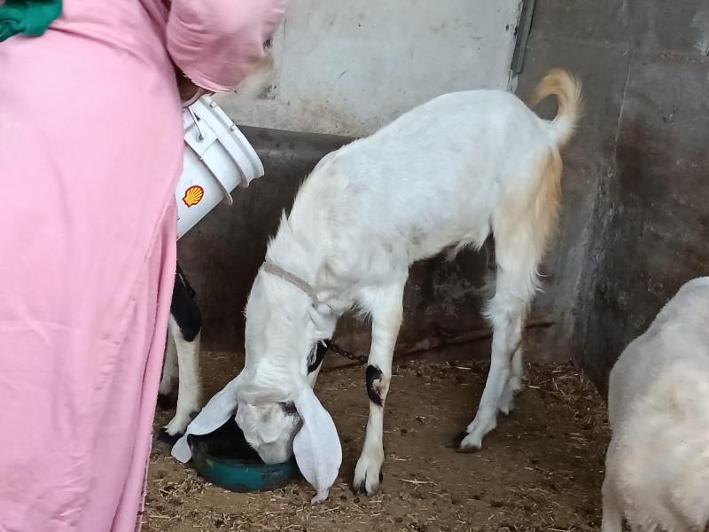 બોકળો વેચવા નો છે