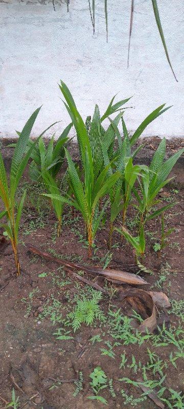 નાળિયેર ના રોપા વેચવાના છે