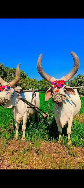 થંબનેલ 3