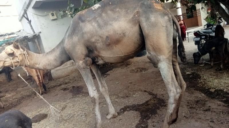 માપો ભાઈ