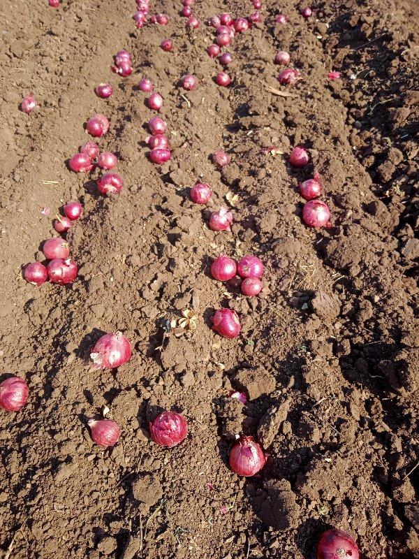 ડુંગળી નું બિયારણ વેસવાનું સે