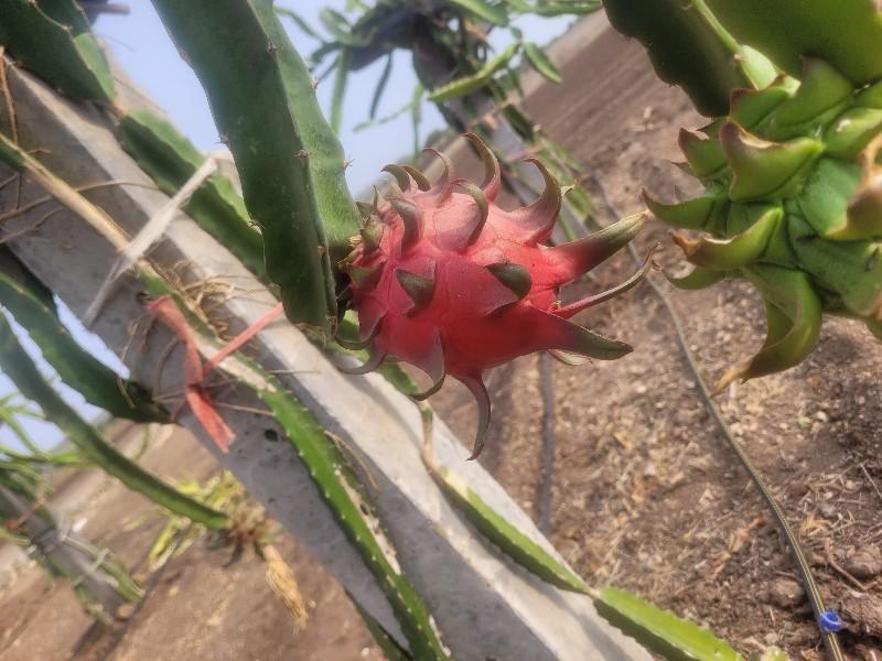 ઓર્ગેનિક ડ્રેગનફ્રૂટ(કમલમ)