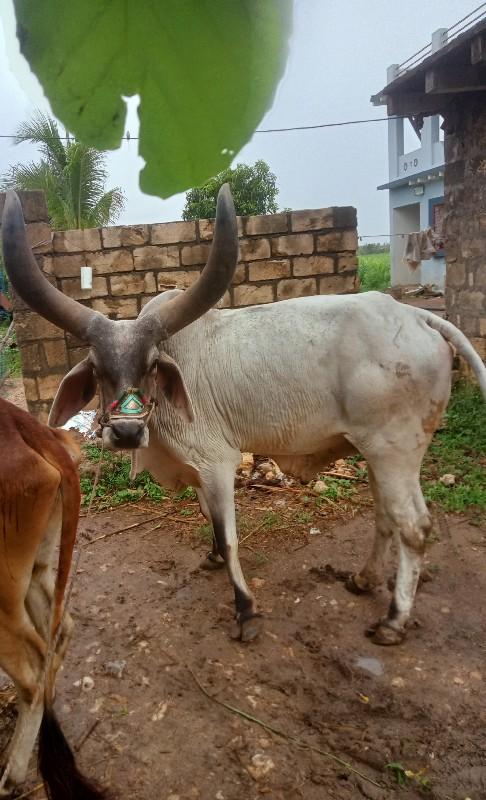 थंबनेल 2