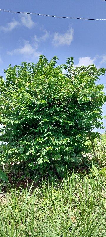 થંબનેલ 3