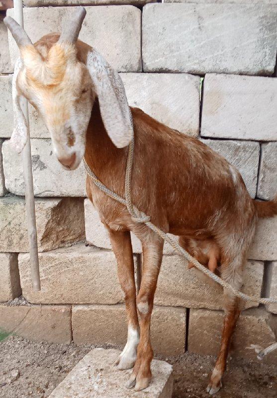 થંબનેલ 2