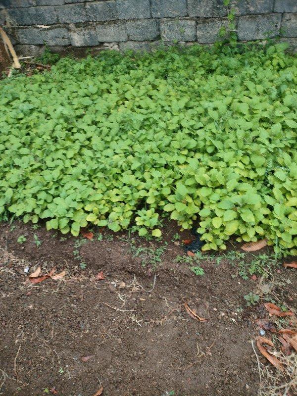 વેસવાનુસે