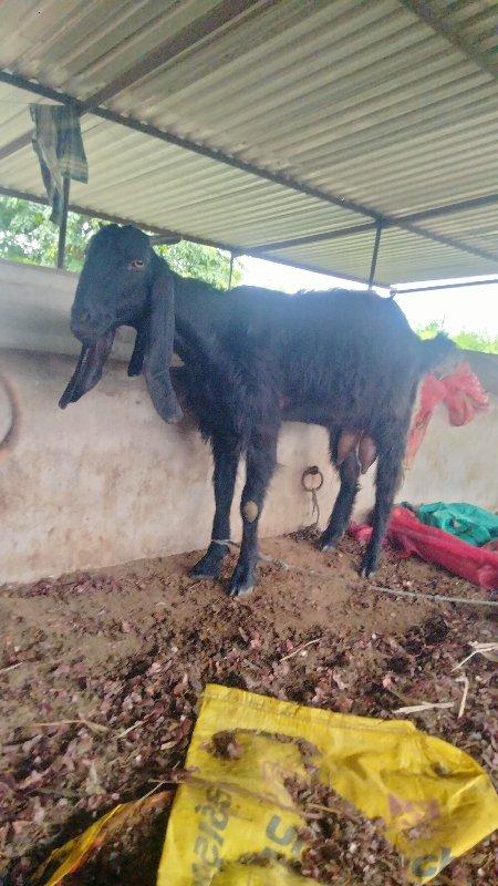 થંબનેલ 3