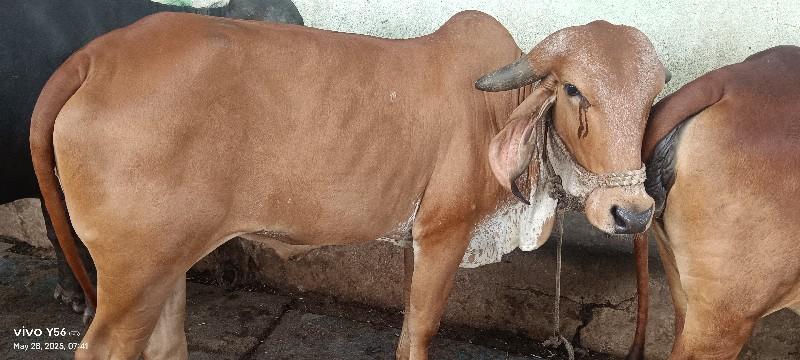 थंबनेल 2