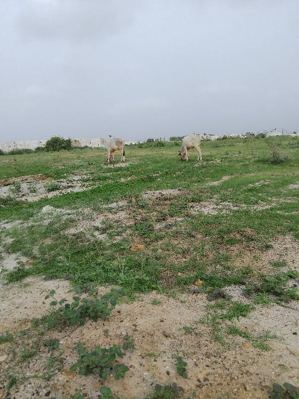 थंबनेल 3