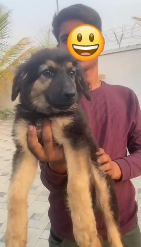 જર્મન શેફર્ડ બચ્ચા આપવાના છે