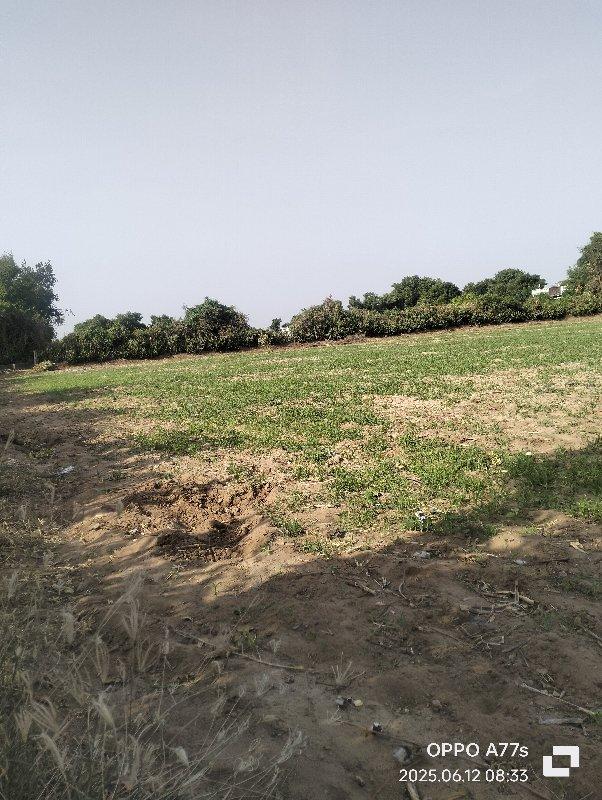 બેચરાજી શંખલપુર રોડ ટચ જમીન