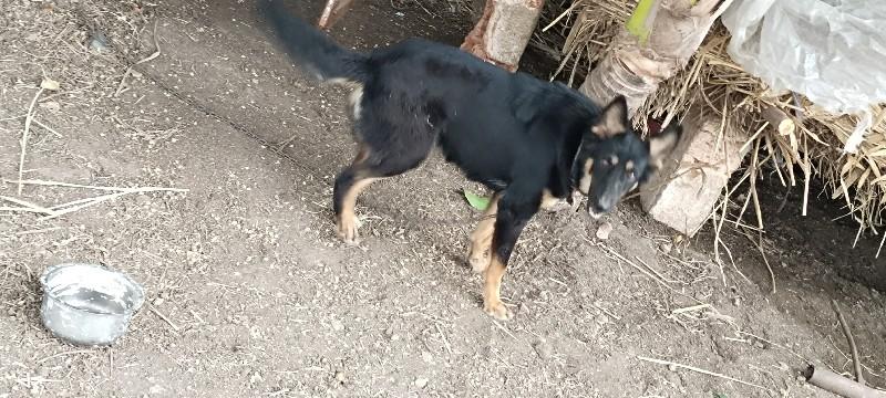 જમન.ફિમેલ
વેશવાનિછે

જમીન.ફિમેલ