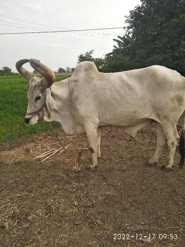 થંબનેલ 2