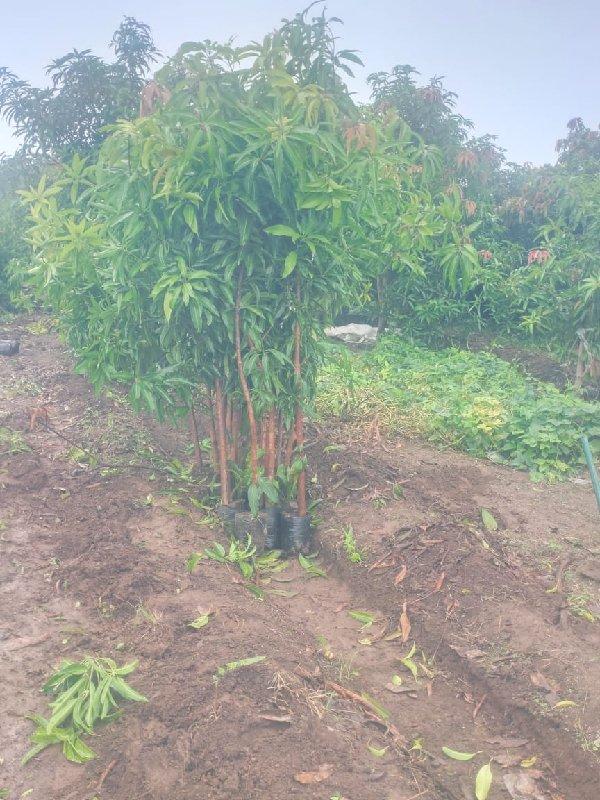 આંબા ની કલમ