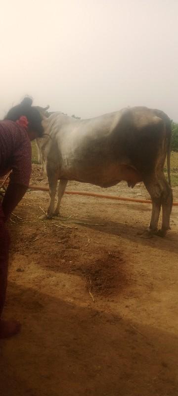 થંબનેલ 2