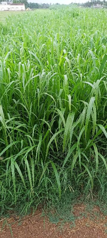 વાઢવાળી જુવાર નુ બી વેચવાનું છે