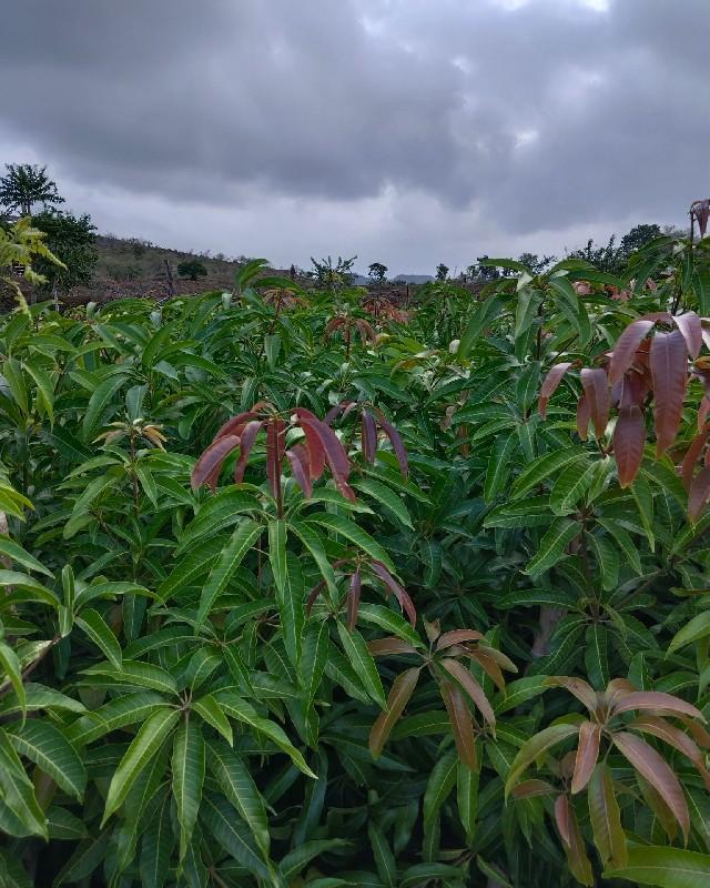 દેસી ગોઠલા ની ઓર્ગેનિક કલમ