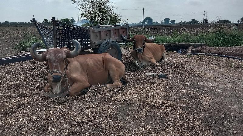 બળદ વેચવાના છે