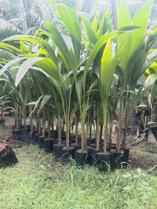 નારયલી ના રોપા મળશે