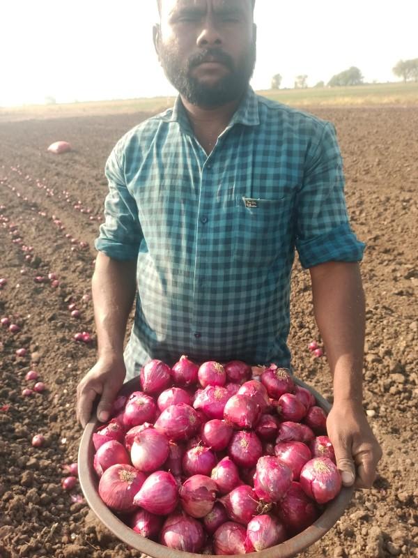 ડુંગળીનું બિયારણ