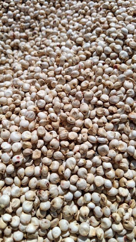 જુવાર નુ બીયારણ વેસવાનું છે