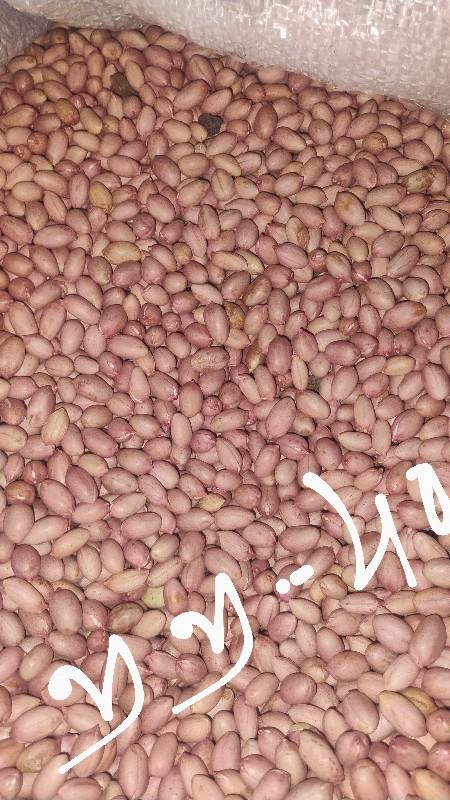 જી જી 4o મગફળીનું બિયારણ વેચાવ