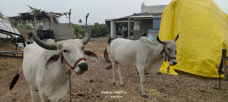 ગોધલા