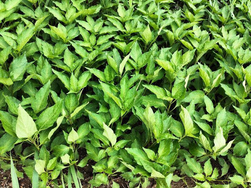 રેવો 9898140929