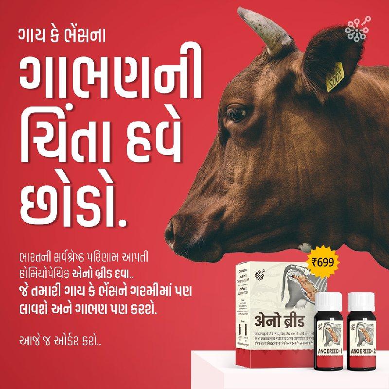 પશુ ને ગરમી માં લાવવા અને ગાભણ કરવા