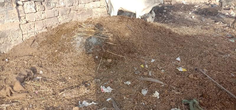 છાણીયું ખાતર