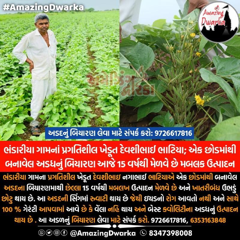 અડદ નું બિયારણ