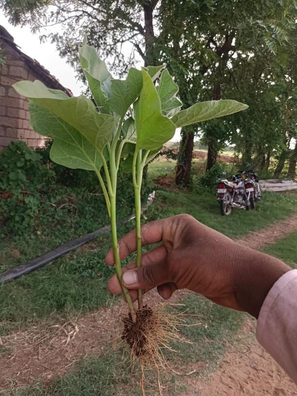 ચોકલેટ ગુલાબી રીંગણી નો રોપ