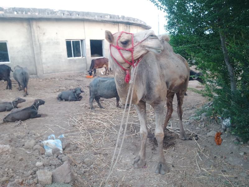 થંબનેલ 3