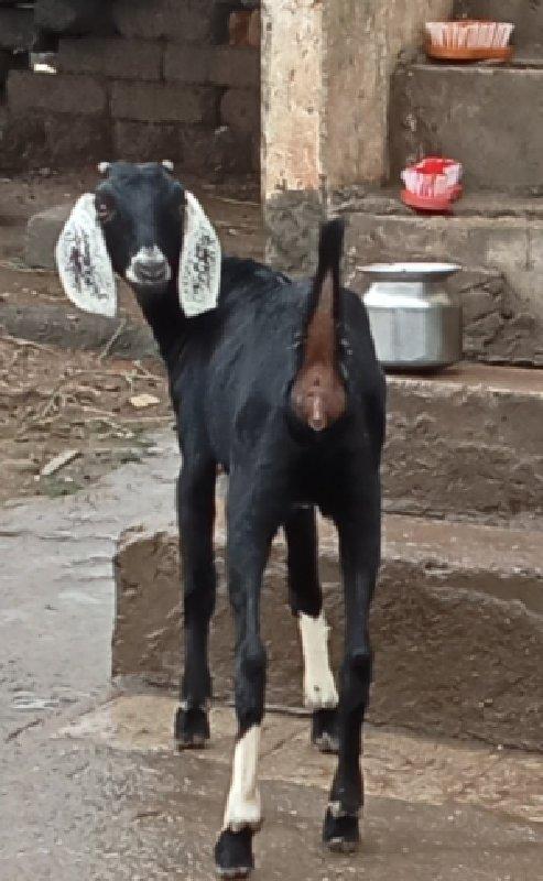 વિજયભાઈ વાઘેલા પાલીતાણ ભાવનગર