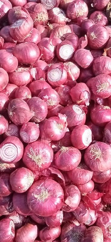 લાલ ડુંગળી નું બિયારણ ઘાવરીયૂ