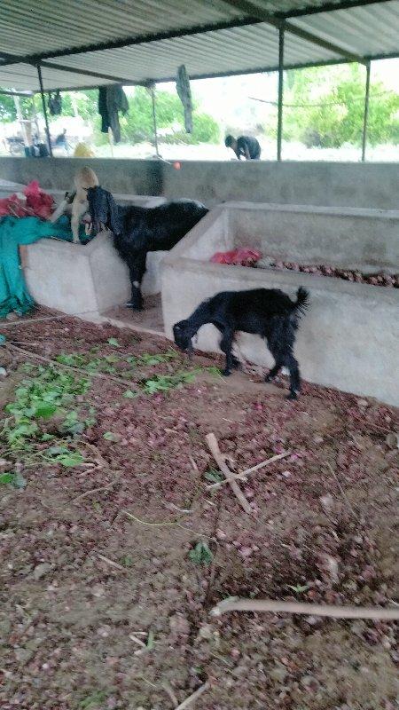 બકરી વેચવાની છે