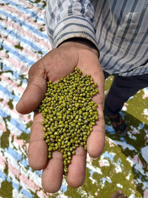 મગ તથા  બાજરો  વેચવાના  છે