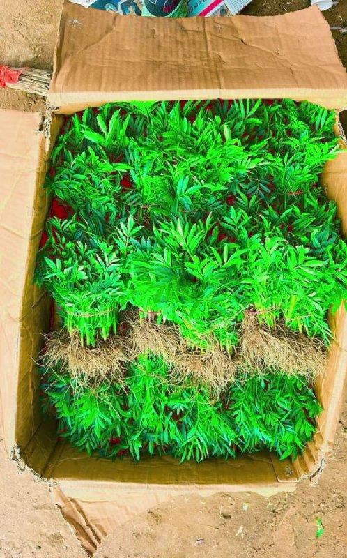 ફુલ નો રોપ મળશે