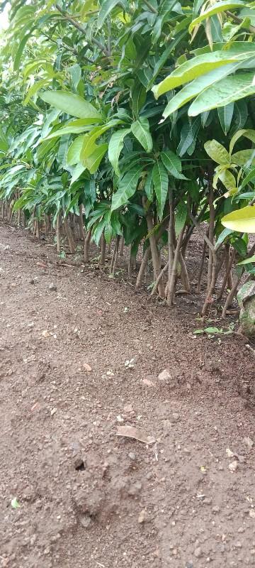 કેસર કલમ આપડી ન્યાય મળશે