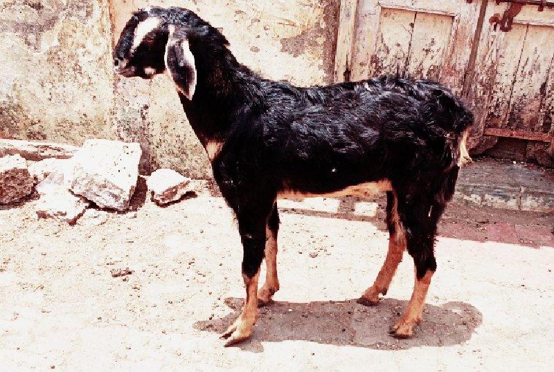 થંબનેલ 2