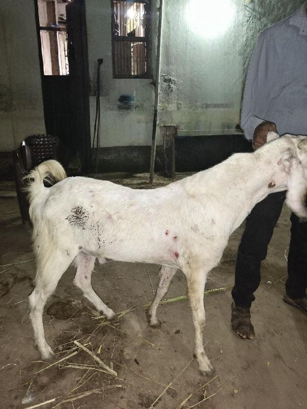 થંબનેલ 2