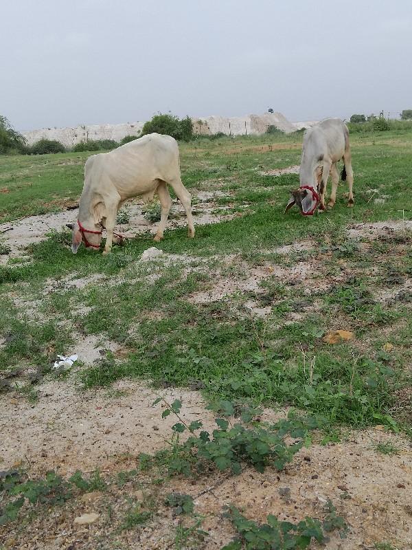 આ વાસણા વેચવાના છે