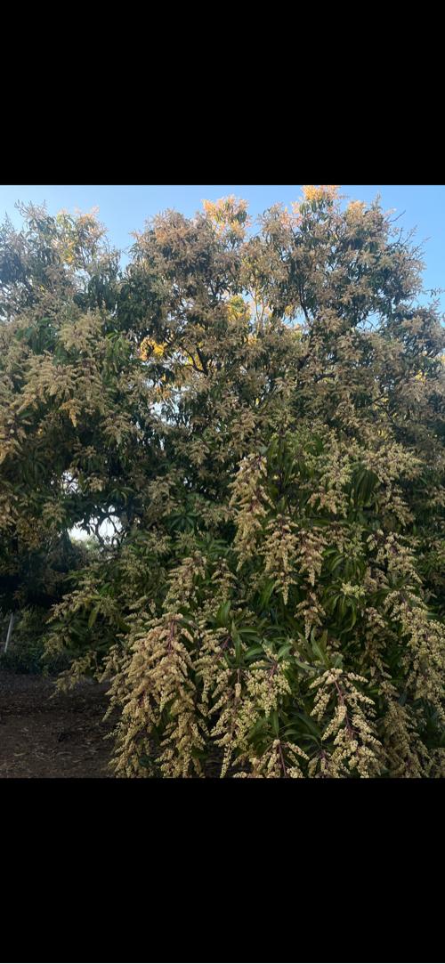 પાદડે થી કેરી નો બગીચો દેવાનો છે
7623892186