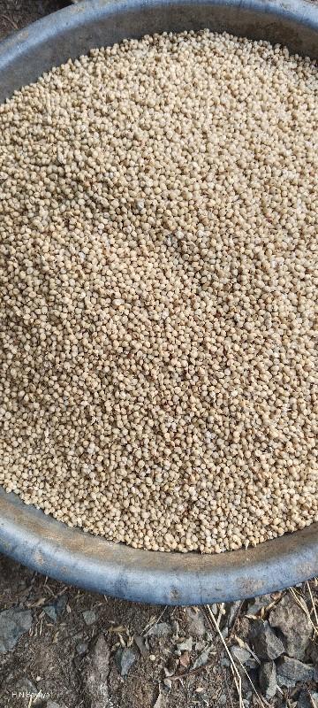 શિયાળુ જાર (ગળી)