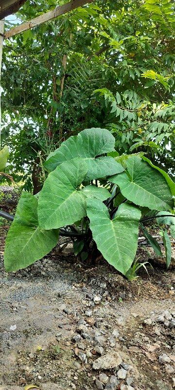 ગોવાળ ની જરૂર છે