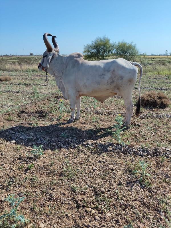 બડ‌‌ધ વેચવાના સે.